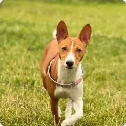 Basenji Jiřího Kopeckého běží po trávě